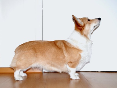 Corgi-Style Danella