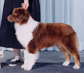 CANADA CH Aladdin's Mad About You