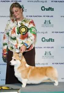 AKC GCH CH Riverside Wicked Wonderful