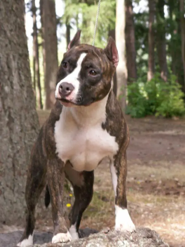 Divinity's World Finest Diamond