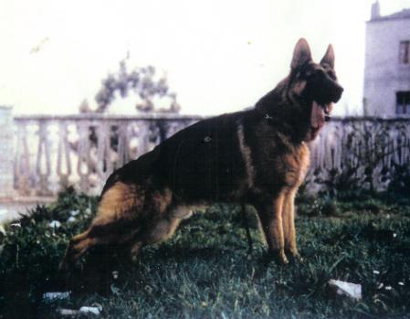 Yako de Caroceiro
