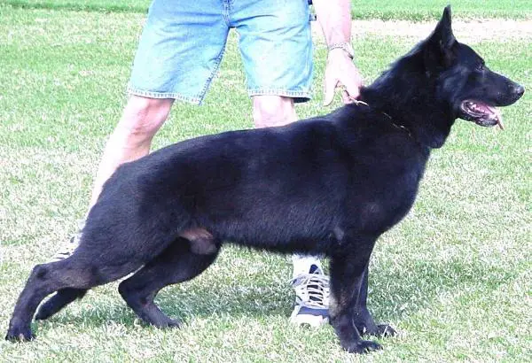 SG Shaddow vom Musikanten Hof