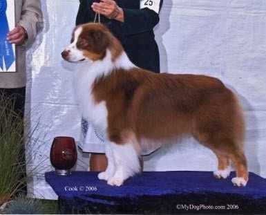 AKC/ASCA CH Aladdins Feel the Heat