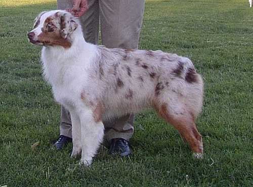 ASCA CH Black Velvets Penny Lane