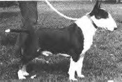 CH Bulivar Real McCoy