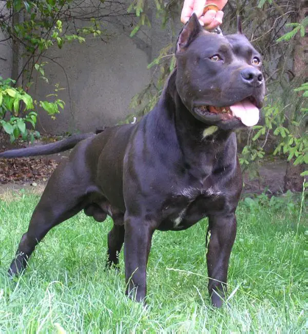 HJCH Mandli Stafford's Arnold