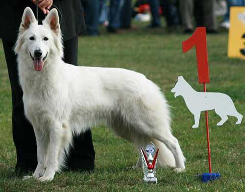 Lievekeles of Haely's Future