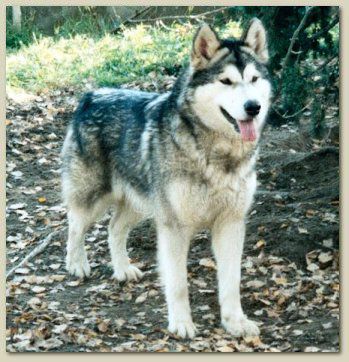 Leyla (1999)