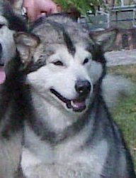 De Jungla Negra Born-For-Win