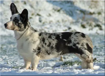 Brookview Blutou Pemcader