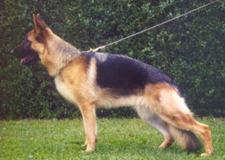 V (LGZS) Gamba vom Baruther Land