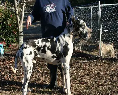 Norilskiy Suvenir Yasno Solnyshko