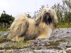 Barobell's Buck Newton