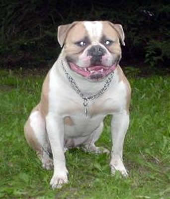 Chalmers' Zeus Of Kennedy