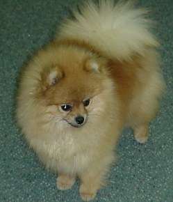 Clairmont's Lucy of P.O.E