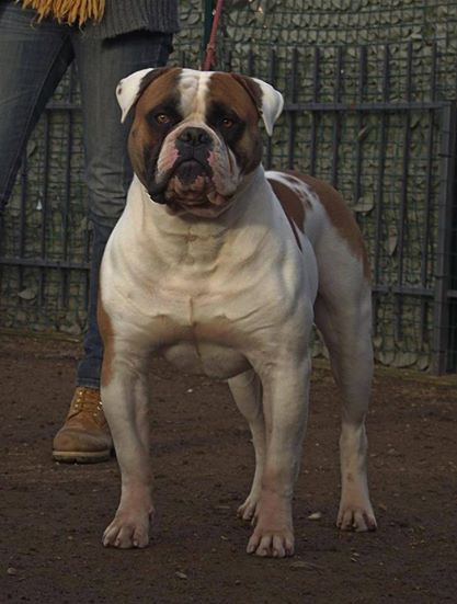 CH Alsorbull's BIG BYRON of Massimo