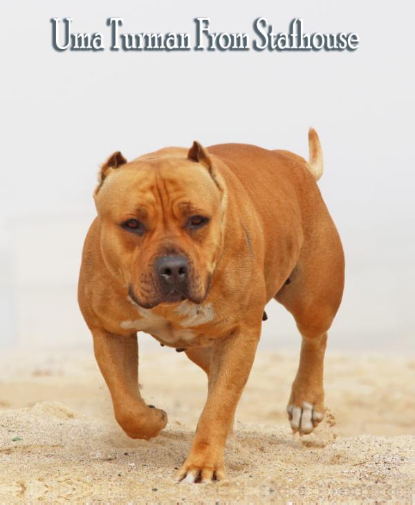 Uma Turman FROM STAFHOUSE