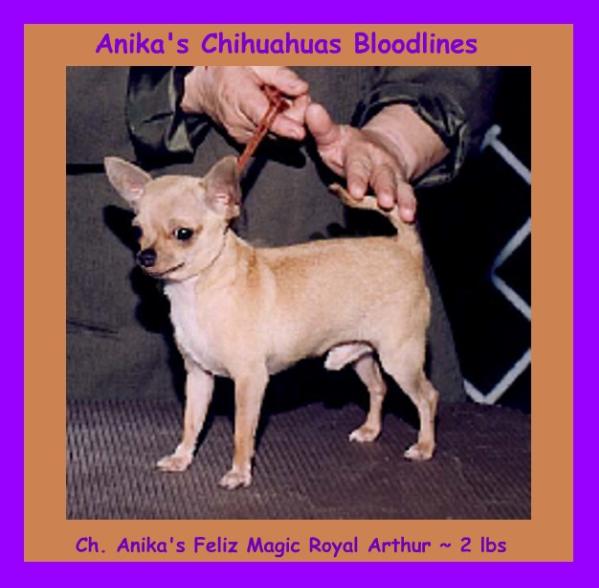 CH Anika's Feliz Magic Royal Arthur