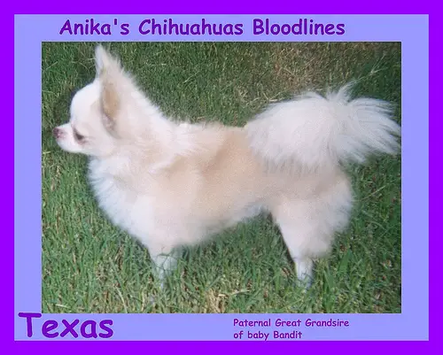 Anika's Texas Connection-L
