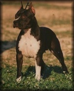 Black Baby Ruffian de Ngorong-Ngorong