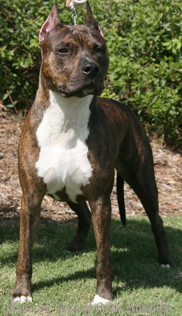AKC POINTED Celtic's Alana Malise of Cimar