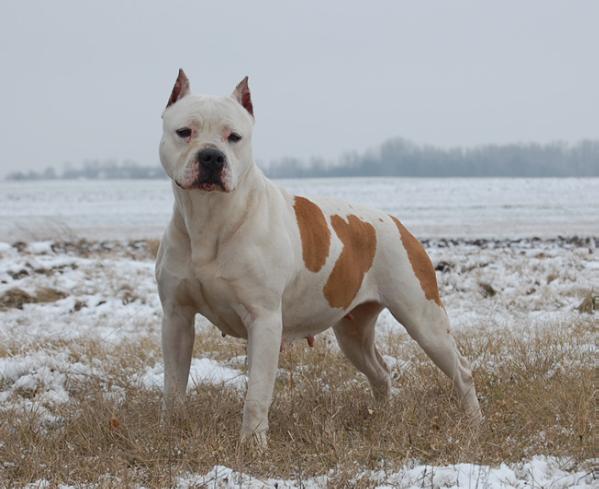 3XCAC Royal Power Amy