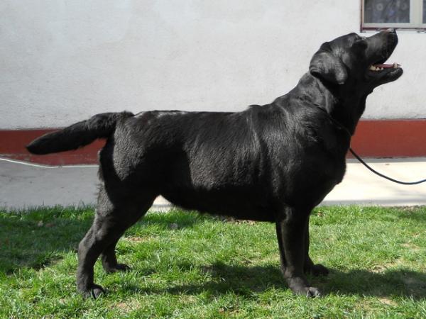 Jungle Fever Bella Mare