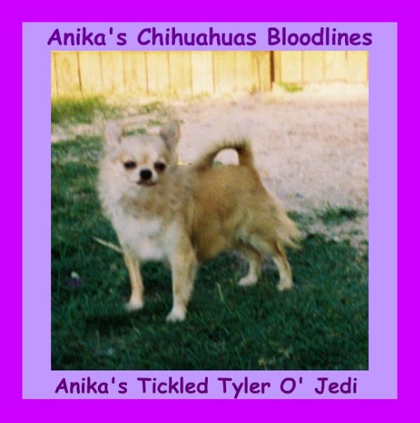 Anika's Tickled Mystic Tyler O' Jedi