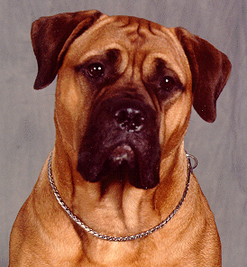 AM CAN CH DOX WATERS MARVELOUS MAGGIE