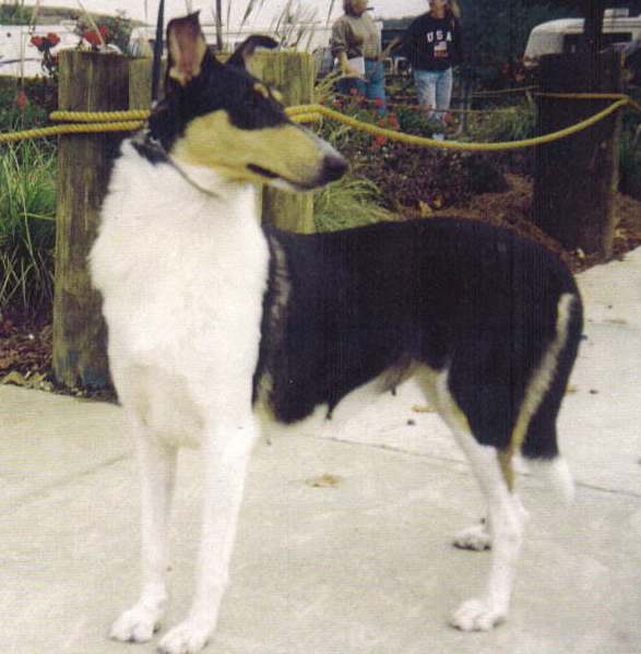 Emperor's Black Satin Smooth