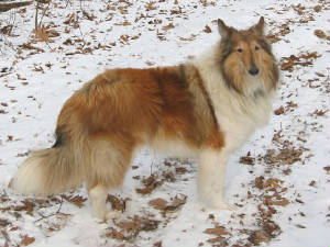 Alpine Ridge Cody