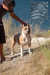 CH Benmar's FFF Indiana