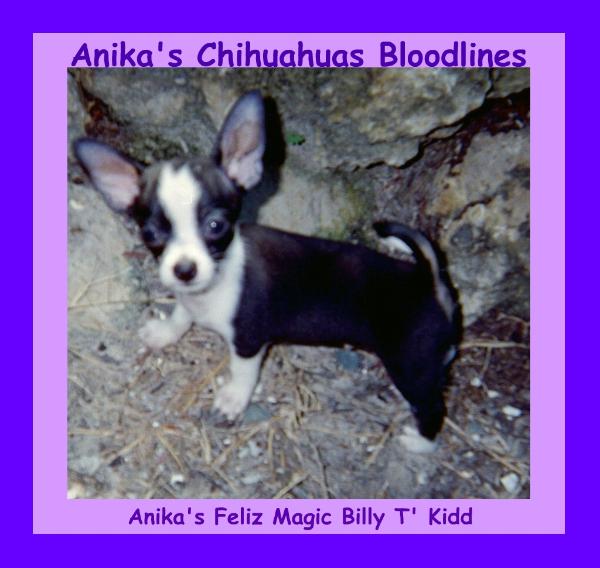 Anika's Feliz Magic Billy T'Kidd