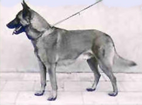 RE Leopar (Malinois)