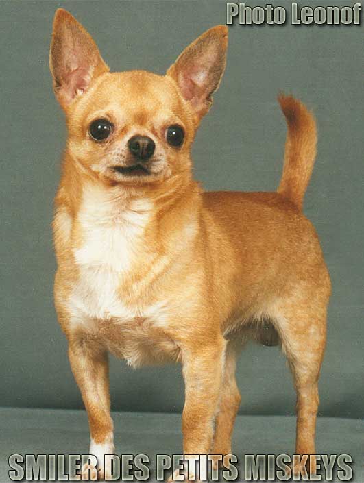 INT CH, ÑH RUS SMILER DES PETITS MICKEYS