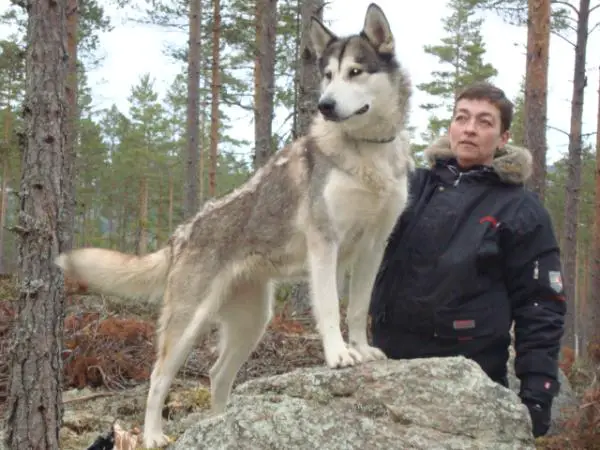 Nordiclight's Snowcreek Aisha