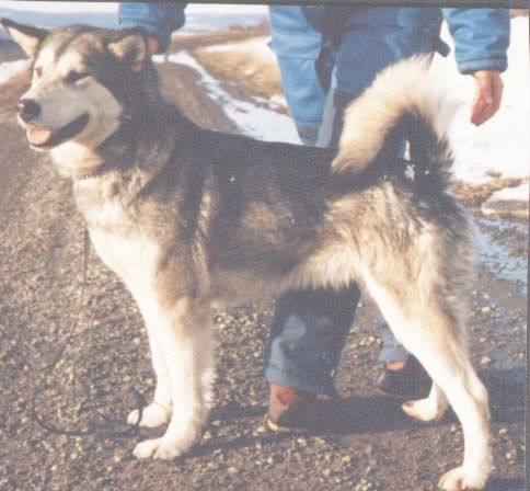 Topkok's Klondyke Nuna