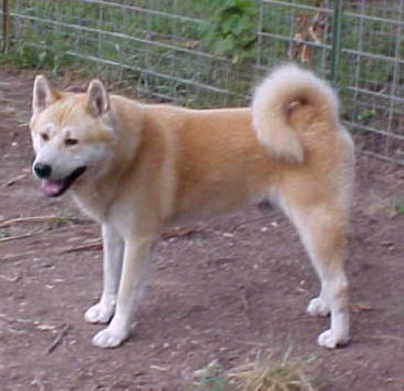 Tri-R's Daku Hinode