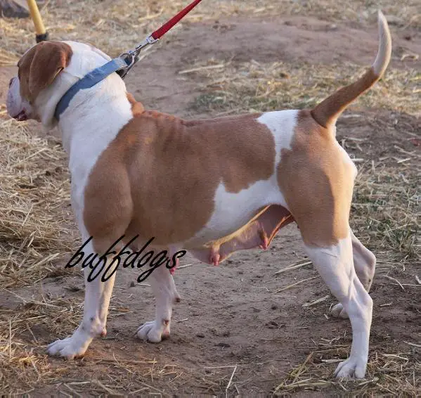 Buffdog's Remmy