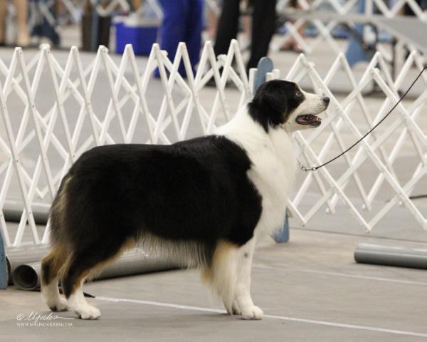 AKC/ASCA/UKC CH Veritas So Hot Right Now