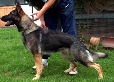 G Zecke vom Königsforst