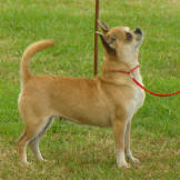 CH Bramerita Flamin'elle