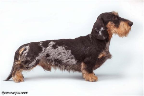 CH RUS, CH RKF Lisego Nosa Mukhomorchik