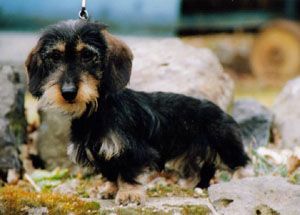 JCH POL, CH POL Bella z Kamykowej Gawry