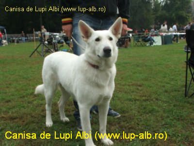 CAC, BB, BOS Daissy de Lupi Albi
