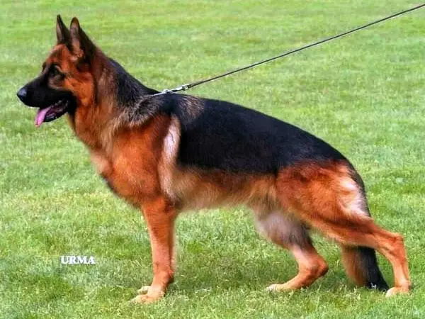 VA5 (AUT) 2004 Sarko di Casa Mary