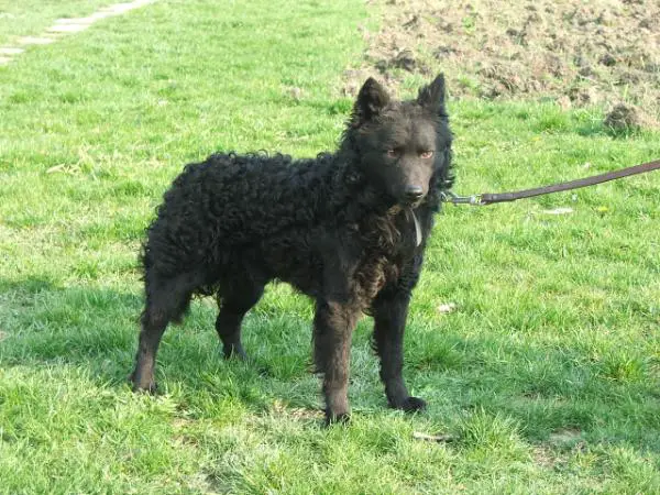 2XCAC Királytelki Gazda