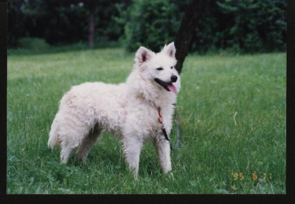 Csodabogár Mizörög Gurulj