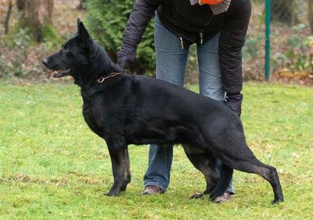 V Jane vom Arolser Holz