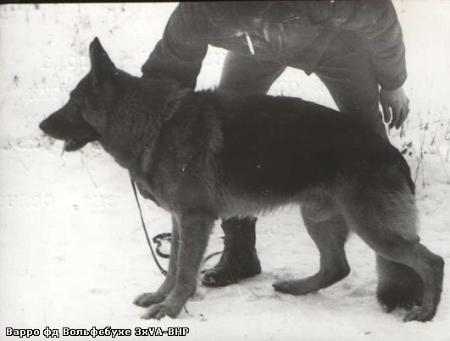 V Warro von der Wolfsbuche